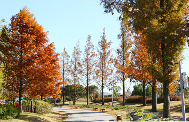 Suncheon Bay National Garden – Metasequoia Path & Participation Garden

