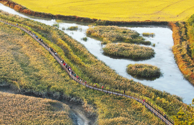 Lungs of the Earth - Suncheonman Bay Wetland Reserve

